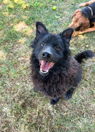 Frida_udruga_farmica_dog_shelter_adoptable_dog