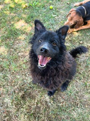 Frida_udruga_farmica_dog_shelter_adoptable_dog