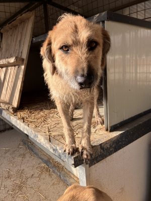 Gaspar_udruga_farmica_dog_shelter_adoptable_dog_1