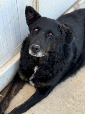 Han_udruga_farmica_dog_shelter_adoptable_dog