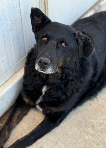 Han_udruga_farmica_dog_shelter_adoptable_dog