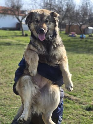 Kendall_udruga_farmica_dog_shelter_adoptable_dog_1
