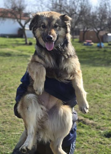 Kendall_udruga_farmica_dog_shelter_adoptable_dog_1