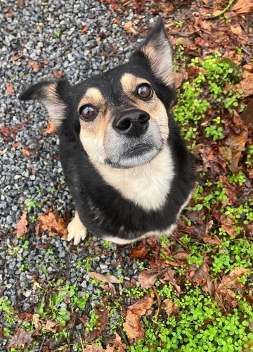 Kika_udruga_farmica_dog_shelter_adoptable_dog_1