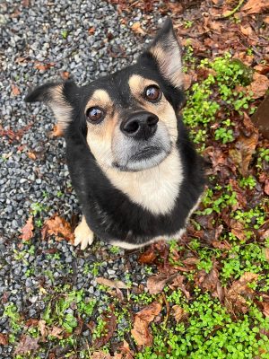 Kika_udruga_farmica_dog_shelter_adoptable_dog_1