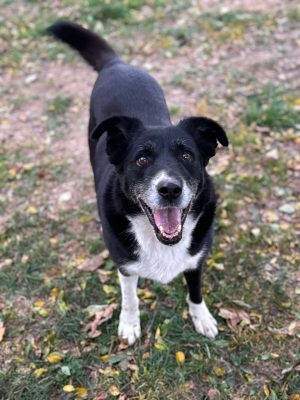 Lady_udruga_farmica_adoptable_dog