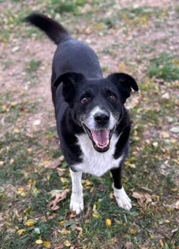 Lady_udruga_farmica_adoptable_dog