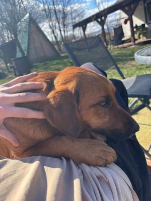 Lav_udruga_farmica_dog_shelter_adoptable_dog