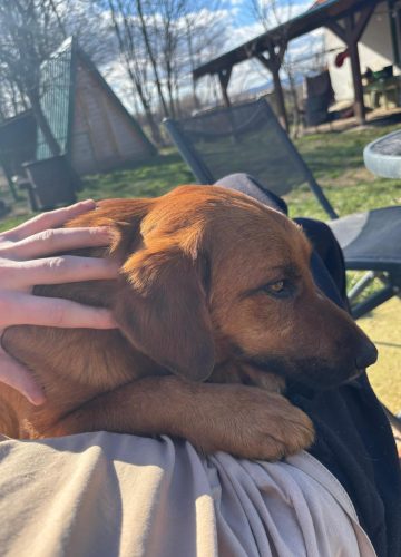 Lav_udruga_farmica_dog_shelter_adoptable_dog