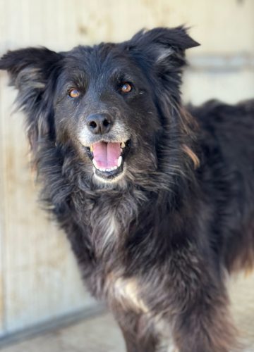 Lena_udruga_farmica_adoptable_dog