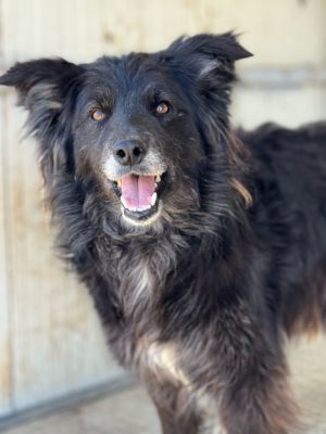 Lena_udruga_farmica_adoptable_dog