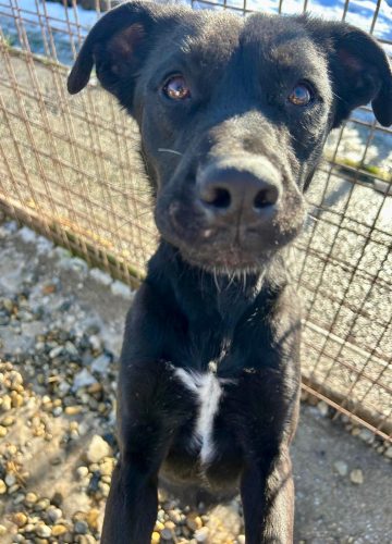 Lexy_udruga_farmica_dog_shelter_adoptable_dog