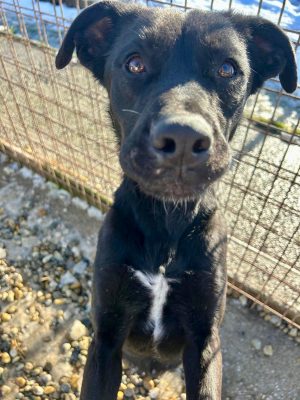 Lexy_udruga_farmica_dog_shelter_adoptable_dog