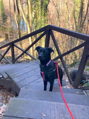 Lexy_udruga_farmica_dog_shelter_adoptable_dog_1