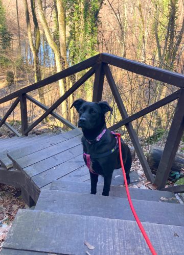 Lexy_udruga_farmica_dog_shelter_adoptable_dog_1