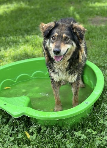 Lina_udruga_farmica_dog_shelter_adoptable_dog