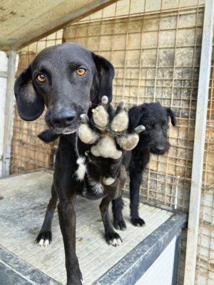 Loulou_udruga_farmica_adoptable_dog_1