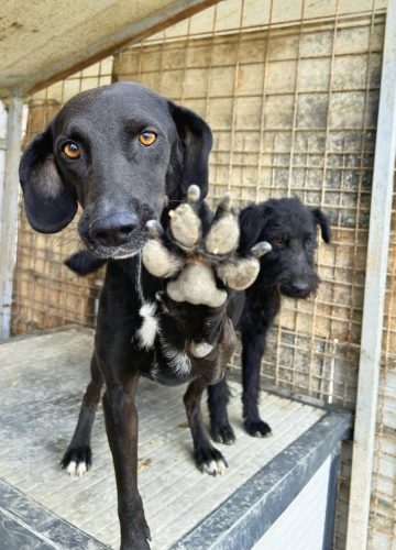 Loulou_udruga_farmica_adoptable_dog_1