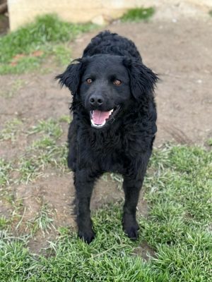 Maddy_udruga_farmica_adoptable_dog_1