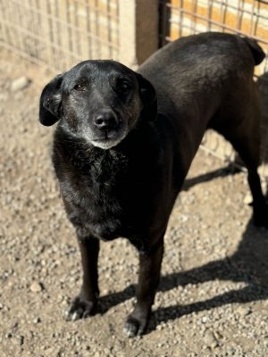 Maja_udruga_farmica_adoptable_dog_1