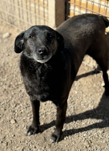 Maja_udruga_farmica_adoptable_dog_1