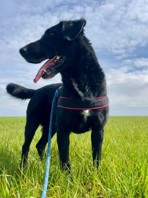 Malik_udruga_farmica_adoptable_dog