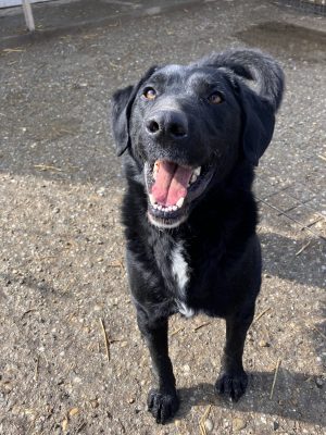 Malik_udruga_farmica_adoptable_dog