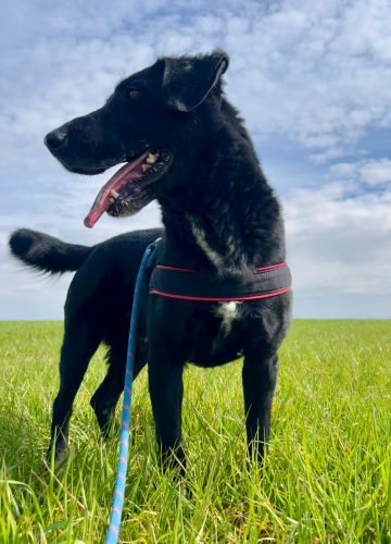 Malik_udruga_farmica_adoptable_dog