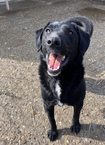 Malik_udruga_farmica_adoptable_dog