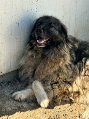 Mard_udruga_farmica_dog_shelter_adoptable_dog_1