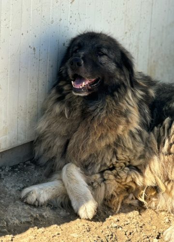 Mard_udruga_farmica_dog_shelter_adoptable_dog_1