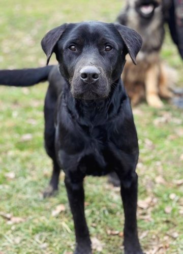 Mata_udruga_farmica_dog_shelter_adoptable_dog