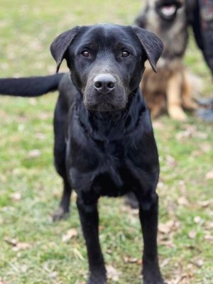 Mata_udruga_farmica_dog_shelter_adoptable_dog