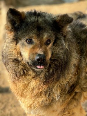 Medo_udruga_farmica_adoptable_dog_1