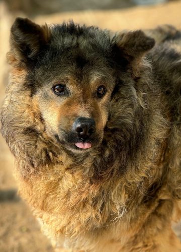 Medo_udruga_farmica_adoptable_dog_1