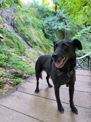 Mila_udruga_farmica_adoptable_dog_1