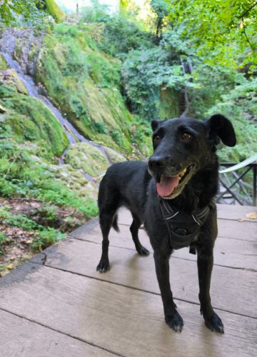 Mila_udruga_farmica_adoptable_dog_1