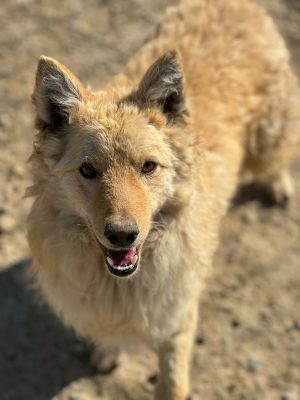 Milky_udruga_farmica_dog_shelter_adoptable_dog