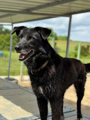 Missy_udruga_farmica_dog_shelter_adoptable_dog