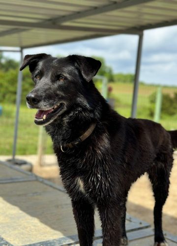 Missy_udruga_farmica_dog_shelter_adoptable_dog