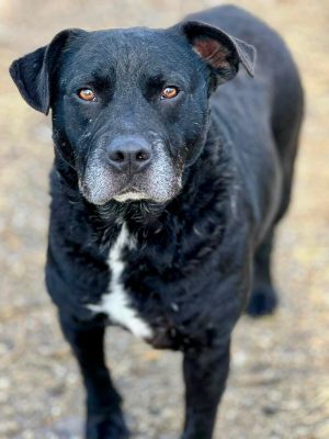 Odi_udruga_farmica_adoptable_dog