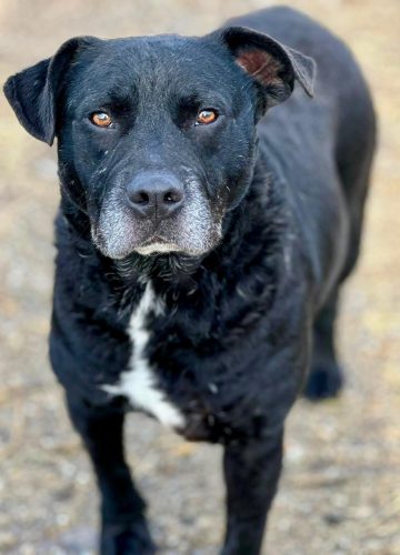 Odi_udruga_farmica_adoptable_dog