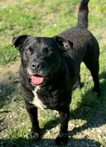 Odi_udruga_farmica_adoptable_dog_1