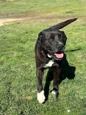 Otto_udruga_farmica_adoptable_dog