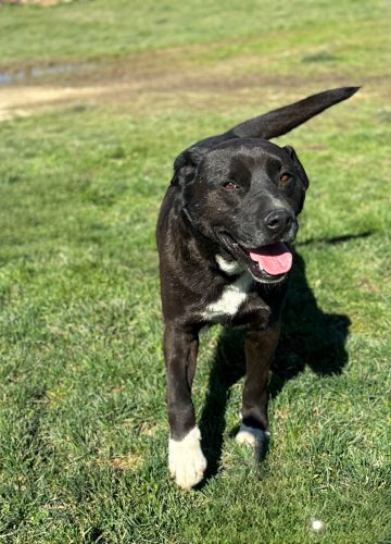 Otto_udruga_farmica_adoptable_dog