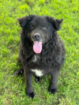 Ozzy_udruga_farmica_dog_shelter_adoptable_dog