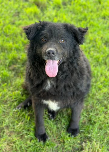 Ozzy_udruga_farmica_dog_shelter_adoptable_dog