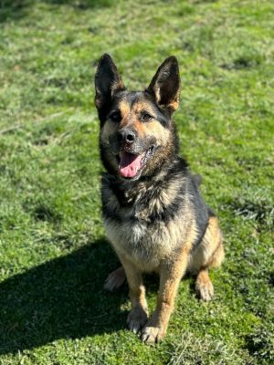 Pasha_udruga_farmica_dog_shelter_adoptable_dog