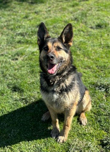 Pasha_udruga_farmica_dog_shelter_adoptable_dog