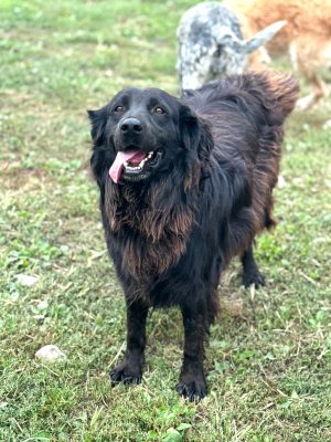 Plisko_udruga_farmica_dog_shelter_adoptable_dog